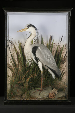 Grey heron