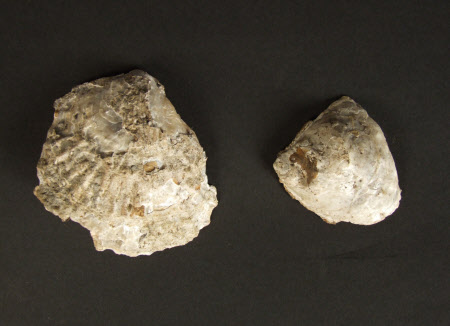 Oyster shell