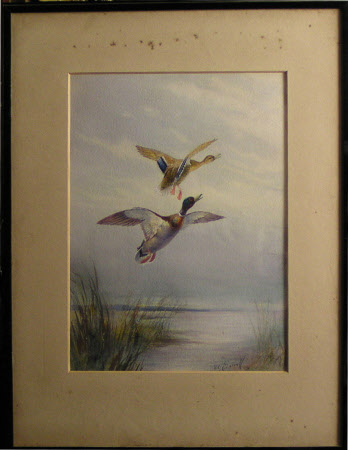 Male and Female Mallard in Flight