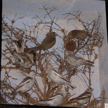 Taxidermy display