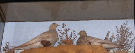 Felbrigg Hall © National Trust / Sue James