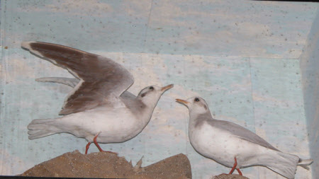 Little gull