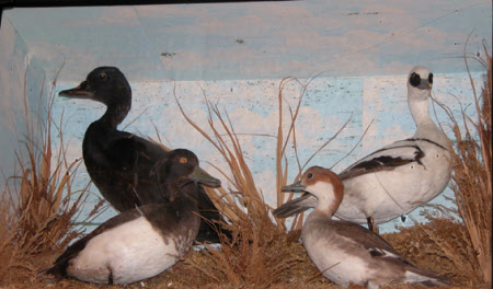 Taxidermy display