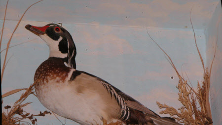 Wood duck