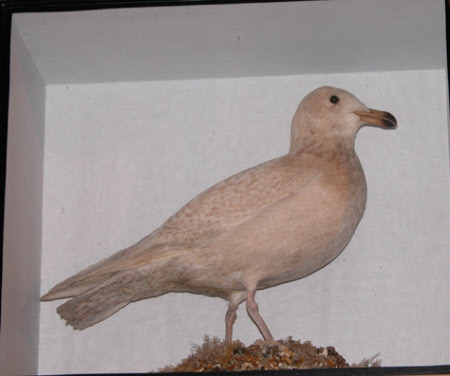 Glaucous gull