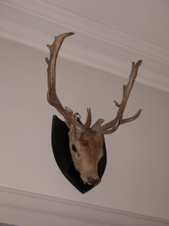 Fallow deer head