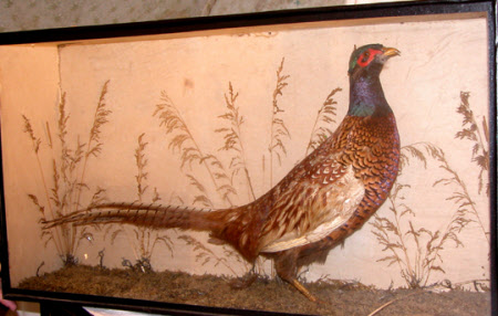 Pheasant