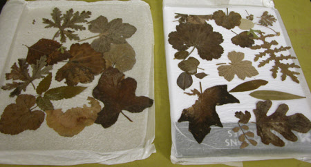 Leaf