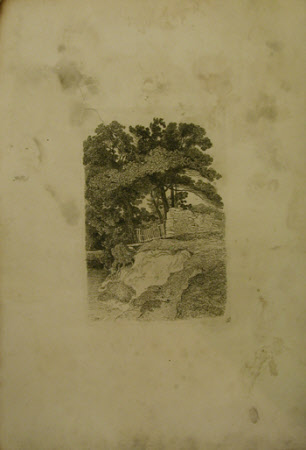Riverbank with trees