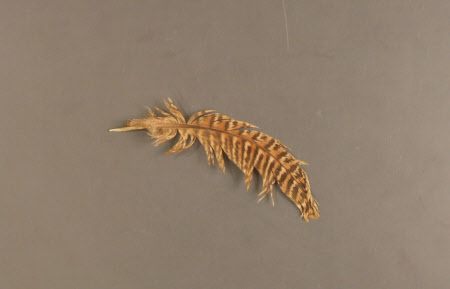 Feather