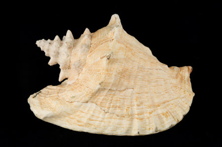 Queen conch shell