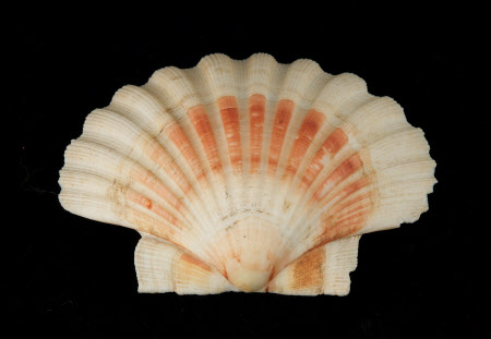 Scallop shell