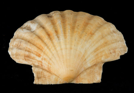 Scallop shell