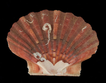 Scallop shell