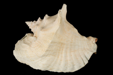 Queen conch shell