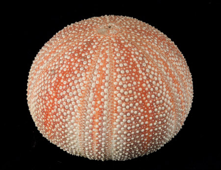 Sea urchin shell