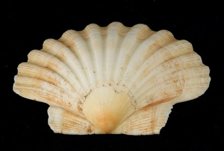 Scallop shell