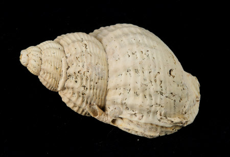 Whelk shell