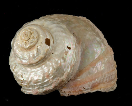 Shell top