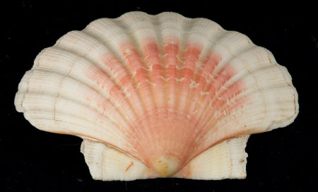 Scallop shell