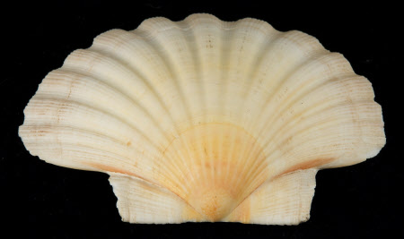 Scallop shell