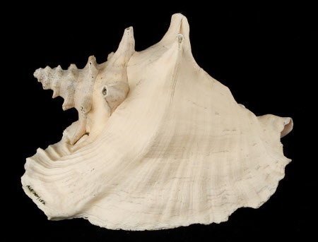 Queen conch shell