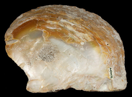 Oyster shell