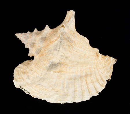 Queen conch shell