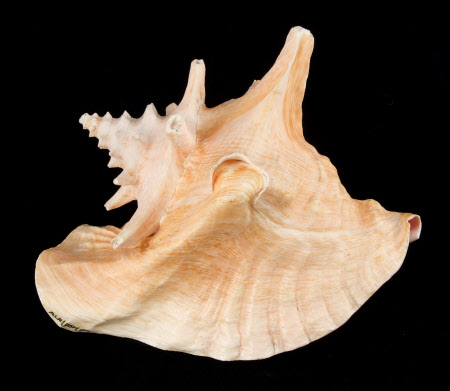 Queen conch shell