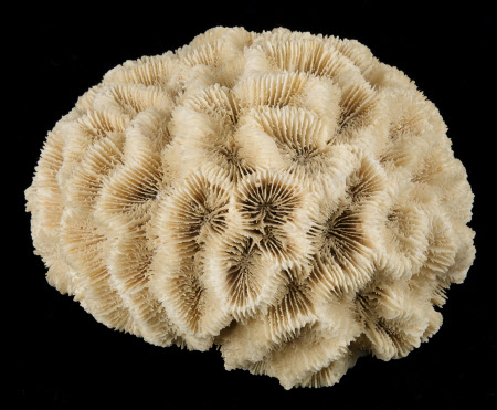 Coral