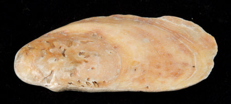 Oyster shell