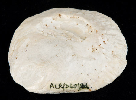 Oyster shell