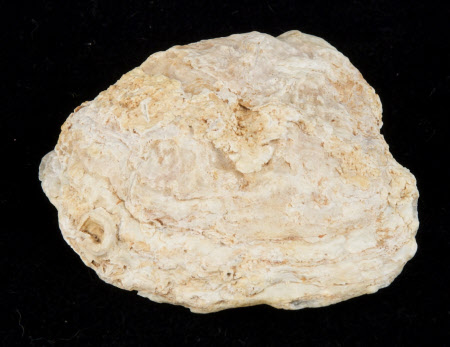 Oyster shell