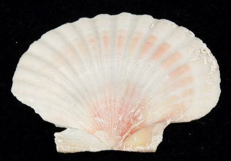 Scallop shell