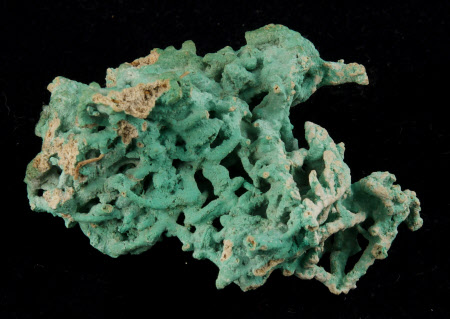 Coral