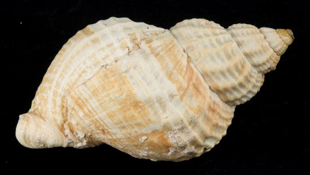 Whelk shell