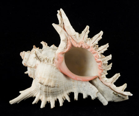 Murex shell