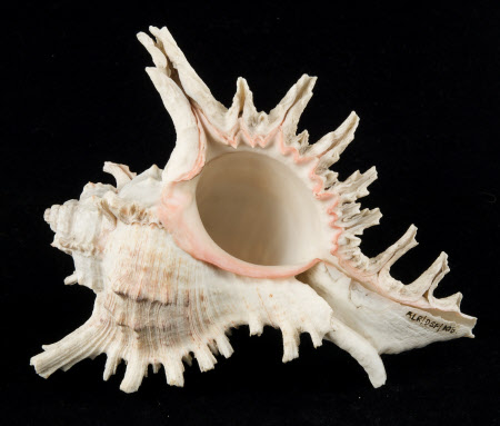 Murex shell