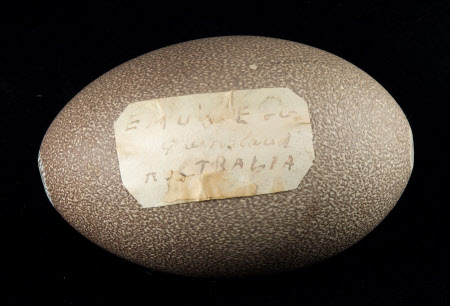 Emu egg