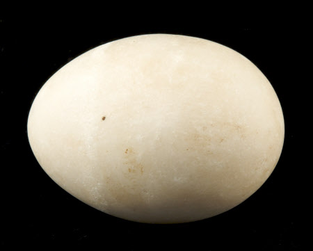 Egg