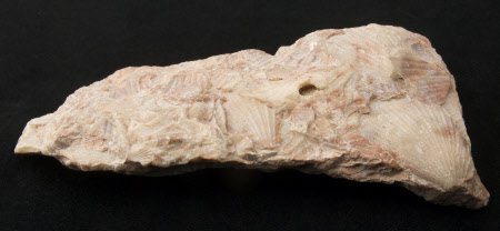 Fossil fragment
