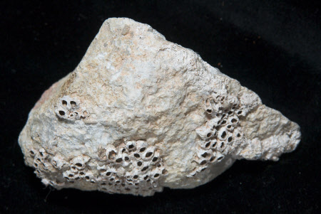 Stone