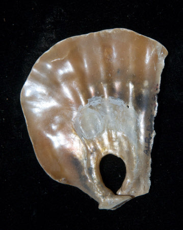 Oyster shell