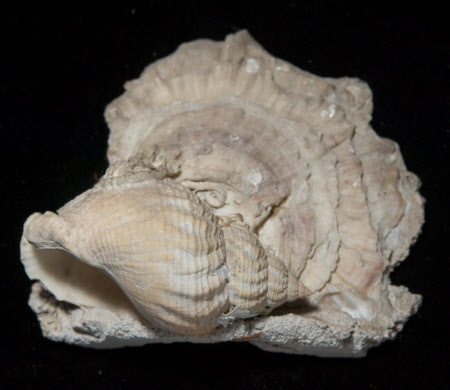 Oyster shell