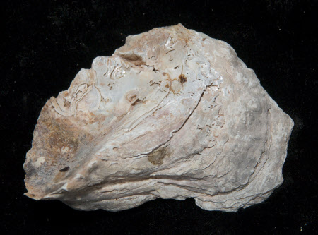 Oyster shell