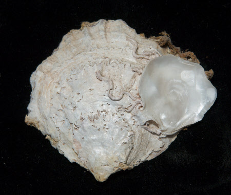 Oyster shell