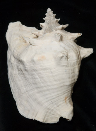 Queen conch shell