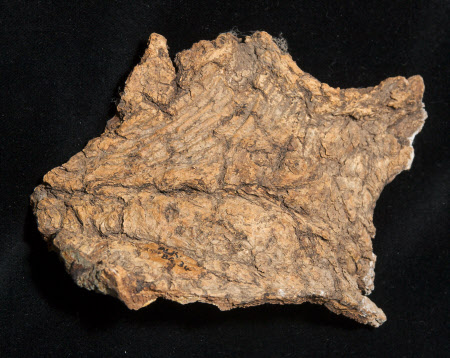 Bark