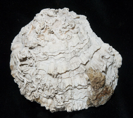 Oyster shell