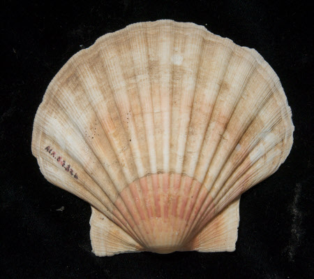 Shell base